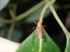 Ragwelellus suspectus