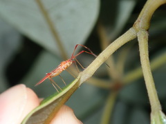 Ragwelellus suspectus