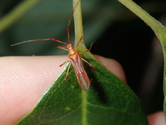 Ragwelellus suspectus