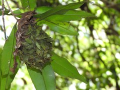 Calligaster himalayensis