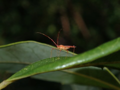 Ragwelellus suspectus