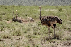 Struthio molybdophanes