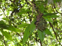 Calligaster himalayensis