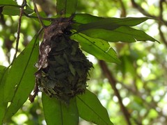 Calligaster himalayensis