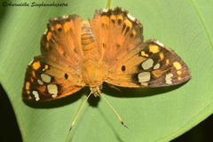 Coladenia indrani