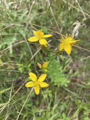 Hypericum × desetangsii