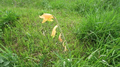 Iridaceae