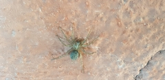 Lycosoides