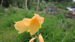 Iridaceae