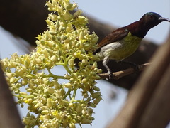 Leptocoma zeylonica