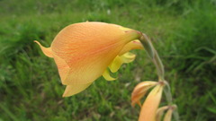 Iridaceae
