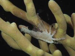 Xenocarcinus conicus