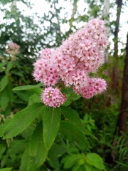 Spiraea salicifolia