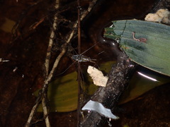 Limnogonus fossarum gilguy