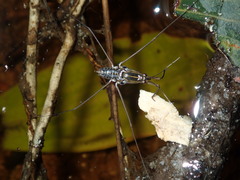 Limnogonus fossarum gilguy