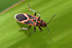 Graptostethus servus