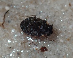 Ochteridae