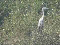 Ardea cinerea