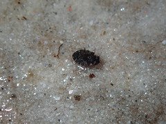 Ochteridae