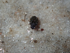 Ochteridae