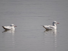 Chroicocephalus genei