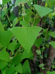 Persicaria perfoliata