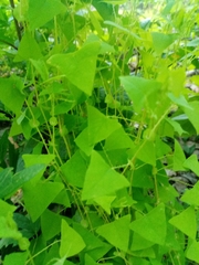 Persicaria perfoliata