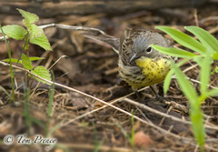 Setophaga kirtlandii