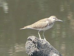 Actitis hypoleucos