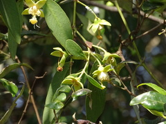 Sonneratia apetala