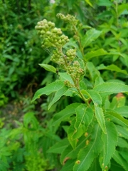 Spiraea salicifolia