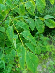 Juglans mandshurica