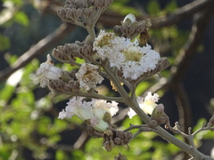 Heterophragma quadriloculare