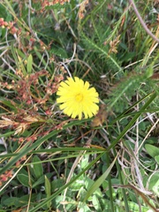 Hypochaeris radicata