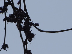 Holoptelea integrifolia