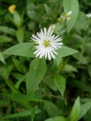Stellaria radians