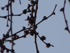 Holoptelea integrifolia