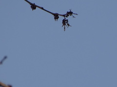 Holoptelea integrifolia