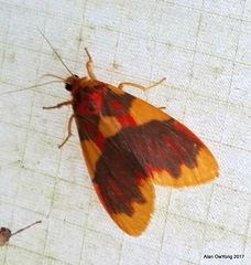 Barsine rubricostata