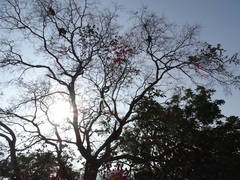 Holoptelea integrifolia