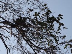 Holoptelea integrifolia