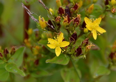 Hypericum tetrapterum