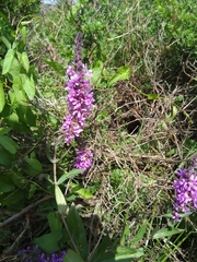 Lythrum salicaria