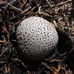 Lycoperdon subcretaceum