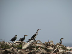 Phalacrocorax carbo