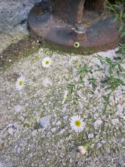 Erigeron karvinskianus