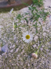 Erigeron karvinskianus