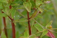 Hypericum tetrapterum