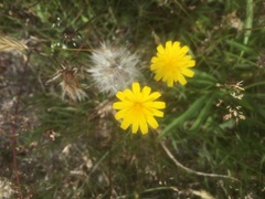 Hypochaeris radicata