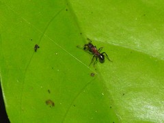 Stictoponera bicolor